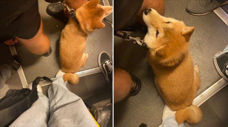 柴犬在車廂坐到乘客的腳。圖取自推特