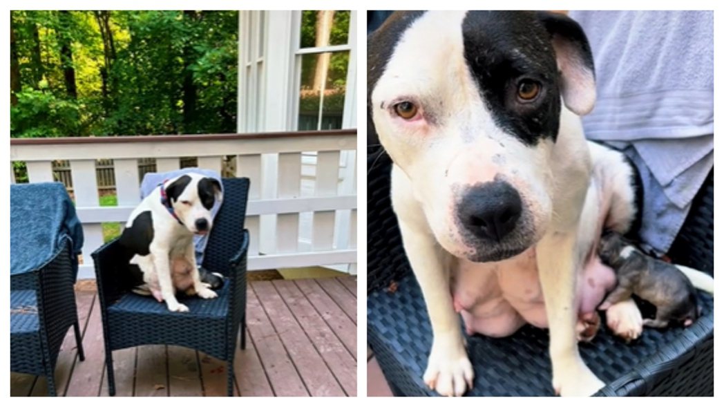 一隻狗媽媽被發現在椅子上坐一坐就生出小狗了。 (圖/取自影片)