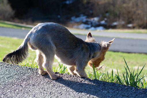 愛犬在散步時亂吃路邊食物，是許多飼主都曾遭遇到的困擾。圖/pixabay