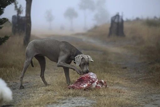 狗狗是撿拾性動物，吃路邊的東西是牠們的天性。圖/pixabay