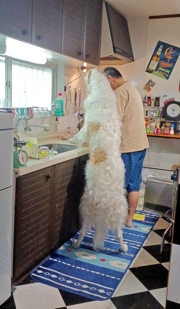 一名男子家中養三隻狗，某天牠正在做飯，狗狗突然站起來一邊看他煮飯一邊偷吃東西。 (圖/取自推特)