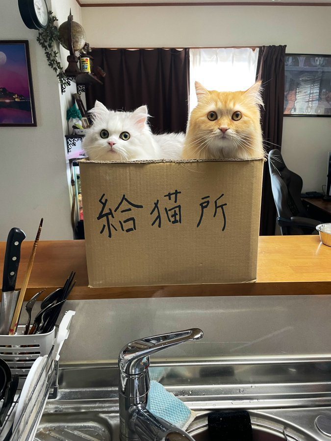 日本一名飼主突發奇想設置「貓咪供給所」陪妻子準備晚餐。圖/@NEKOLAND13