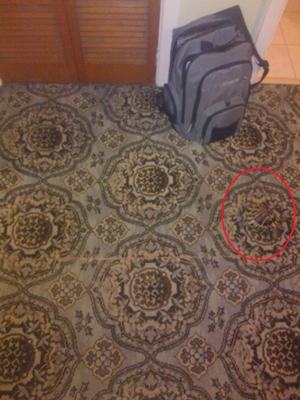 結果烏龜完美的跟地毯融合了(紅圈圈處)。 (圖/取自Reddit)
