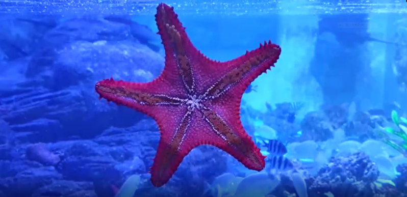 國立海科館的潮境智能海洋館展出海星，暑假受到很多小朋友喜愛。圖／海科館提供
