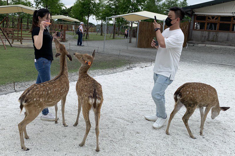 不用飛日本奈良就能餵鹿，宜蘭近年竄紅的人氣景點斑比山丘，遊客近距離接觸梅花鹿，體驗餵食樂趣。記者林佳彣／攝影