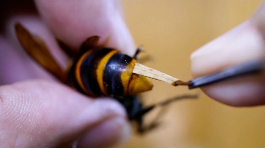 日本昆蟲愛好者幫虎頭蜂去除寄生蟲。圖取自youtube
