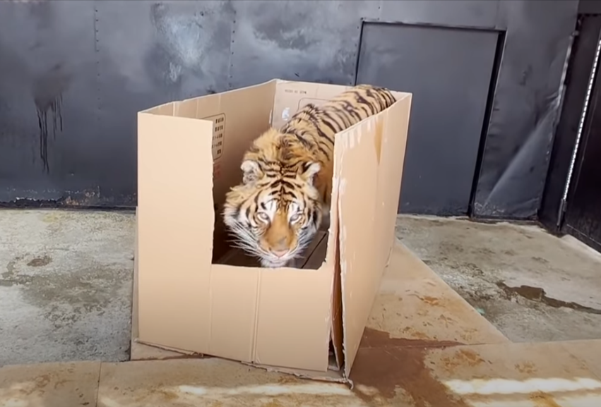 老虎進入紙箱。圖取自youtube