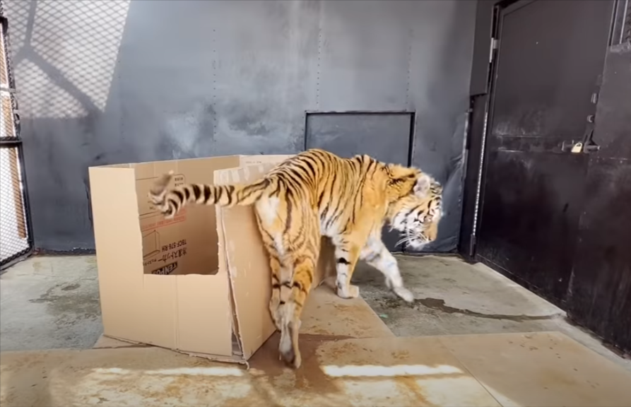 孟加拉虎「跳跳虎」看到大型紙箱會有什麼反應？圖取自youtube