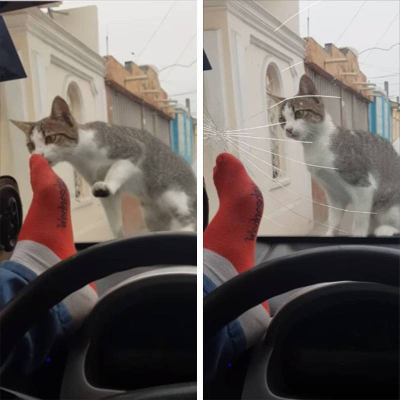 駕駛想嚇貓咪，反而自己踢破車窗。圖取自imgur