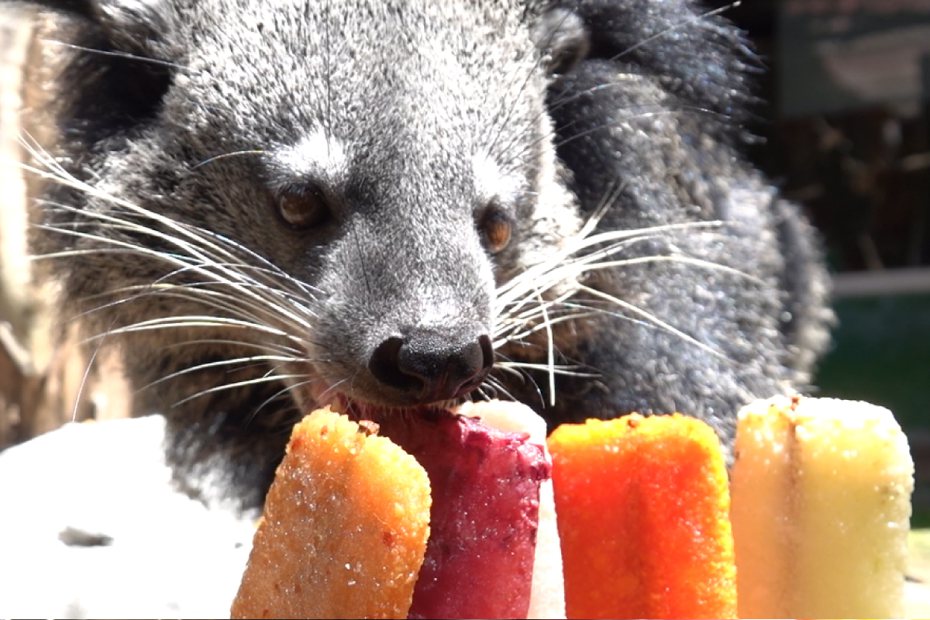 屬雜食性的熊狸，開心添著各種水果口味的枝仔冰。圖 ／業者提供