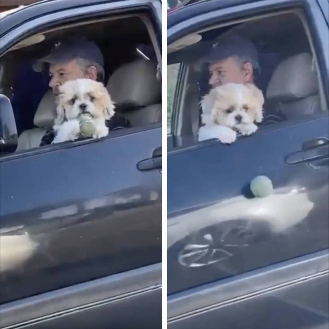 狗狗探出車窗結果球球掉了。圖取自imgur