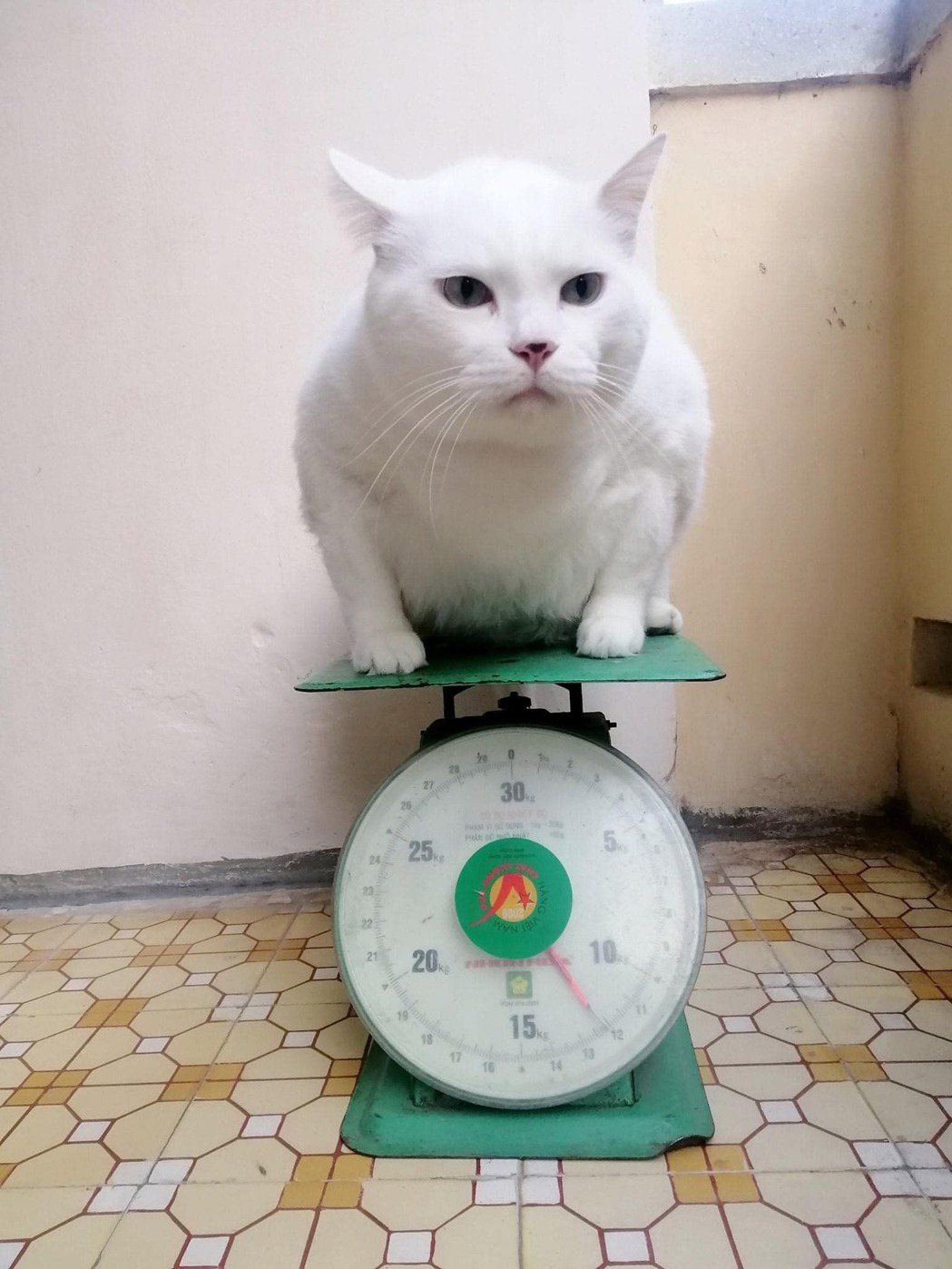 貓：量體重什麼的我才不怕。圖／แมวจ๋า ทาสมาแล้ว