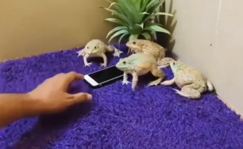 四隻青蛙把手機佔為己有。圖取自推特