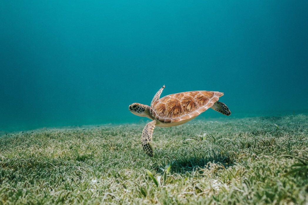 海龜戶口名簿網站正式上線後，大眾若在小琉球海域附近發現海龜，就可透過網站的海龜資...