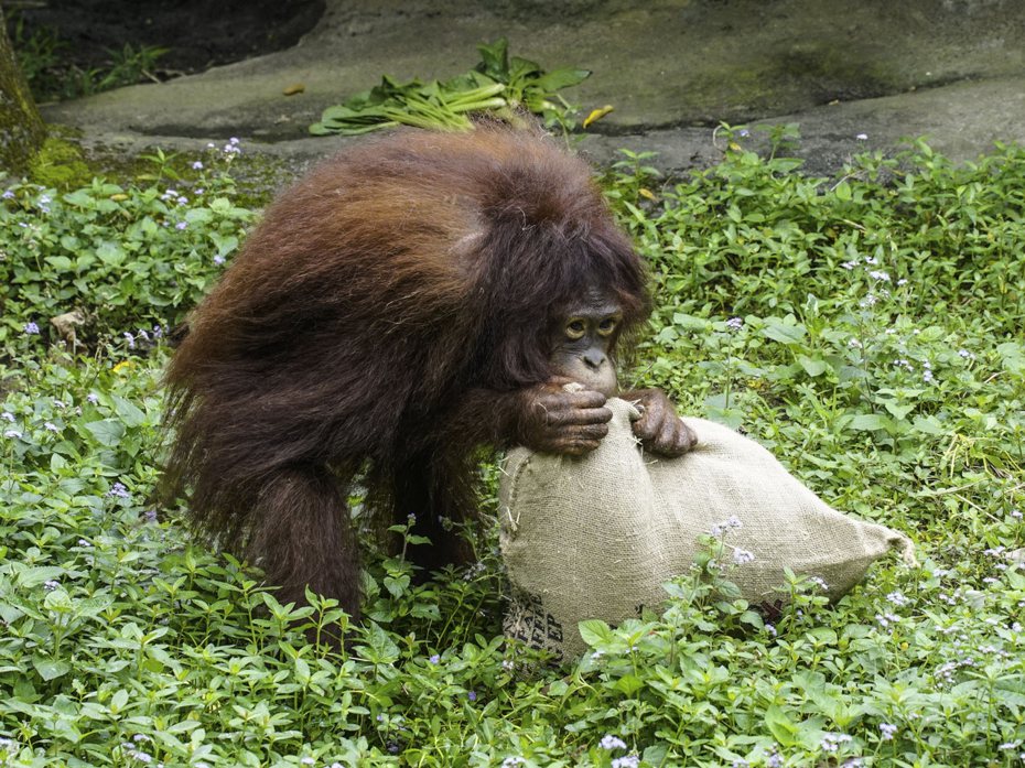 台北市立動物園的紅毛猩猩妞莉。圖／台北市立動物園提供