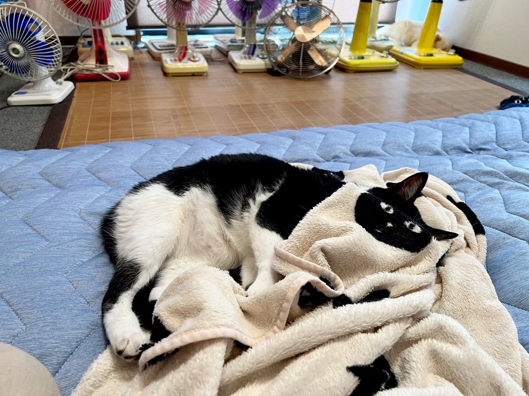 飯糰將頭埋進毯子的模樣意外喬裝成一隻醒著的貓。圖/@omochi_nam01