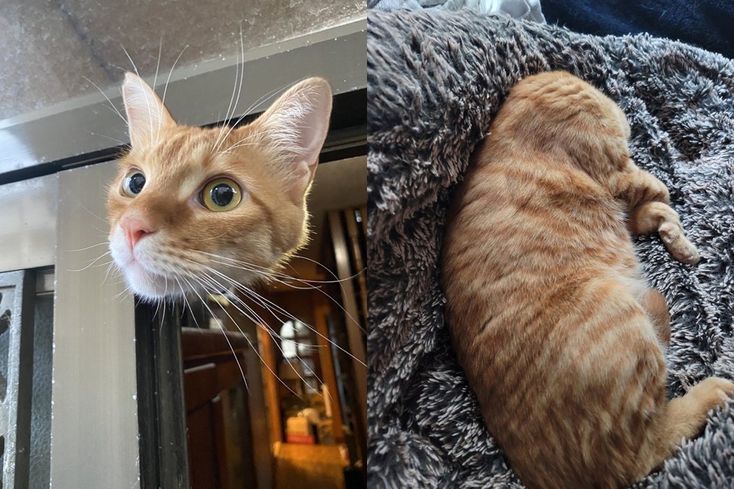 原PO家門的貓頭照，意外和網友家中的橘貓形成奇妙組合。圖擷自@Mobius0118