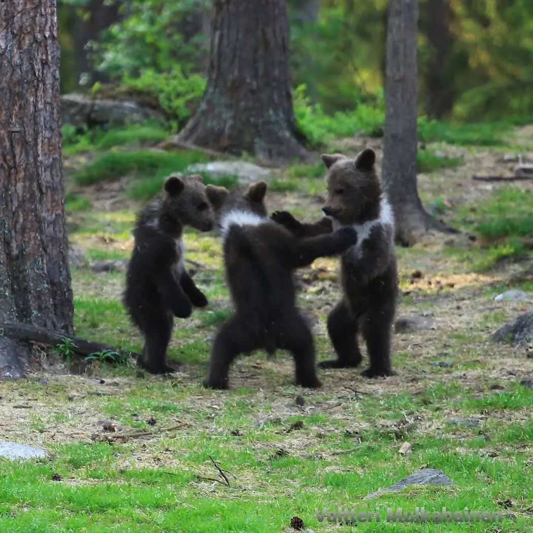 三隻小熊站起身來打鬧，就像是在跳舞。 (圖/取自IG「valtterimulkahainen」)