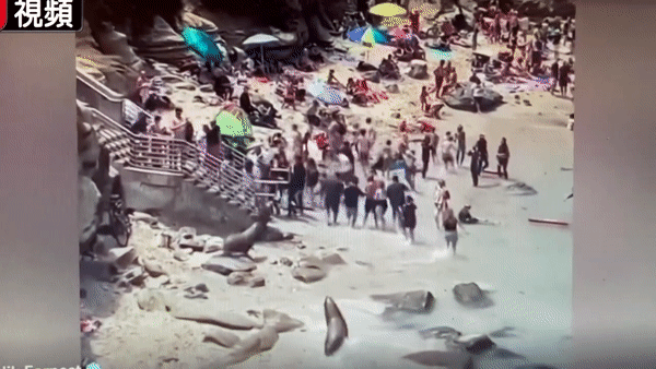 兩隻海獅一前一後正在沙灘上追逐，人群四處逃跑。（視頻截圖）