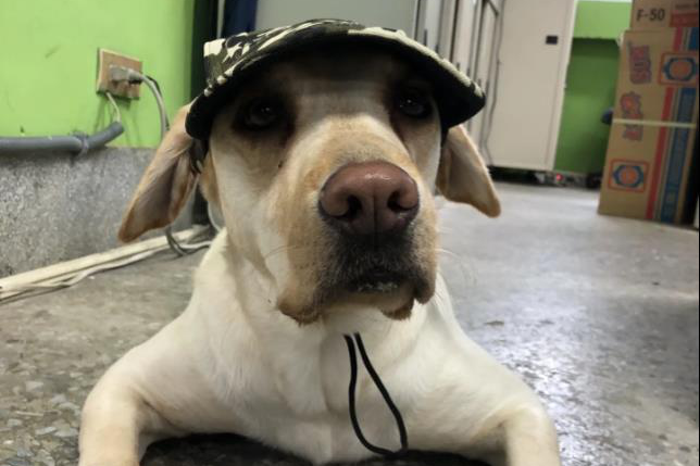 2歲的拉布拉多Thor是關務署緝毒犬訓練中心認養的不適服犬。圖／木柵高工提供