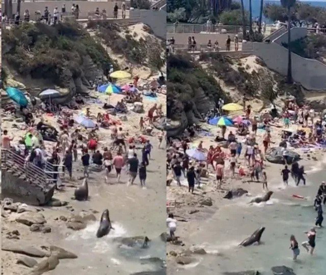有民眾目擊到本來在海灘上睡覺的海獅突然抓狂瘋狂追逐遊客。 (圖/取自影片)
