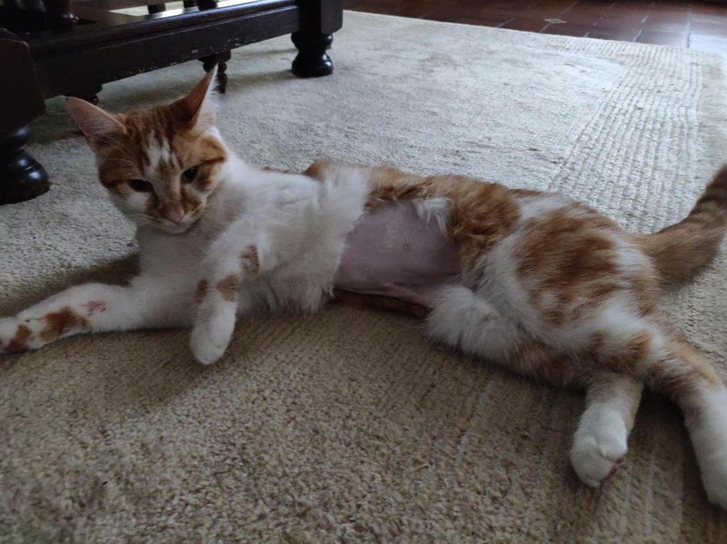 一名網友發現自家愛貓三天都不吃飯，帶去看獸醫後傻眼。 (圖/取自Reddit)