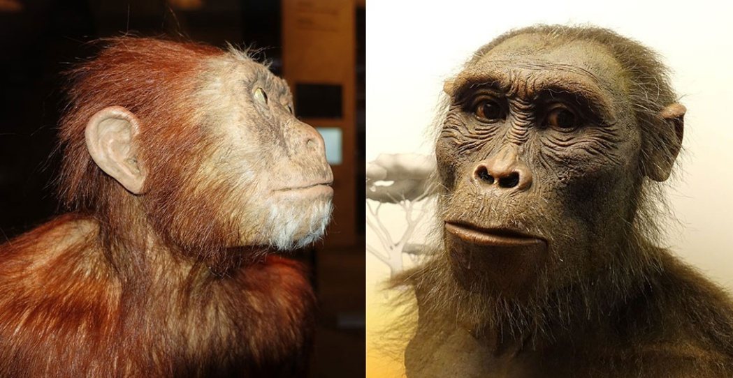 阿法南方古猿面部重建模擬圖。 圖／維基共享  