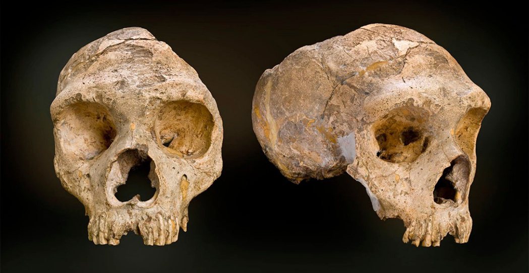 在達爾文那個時代，除了德國出土了尼安德塔人的化石之外，非洲還沒有任何人類化石出土...