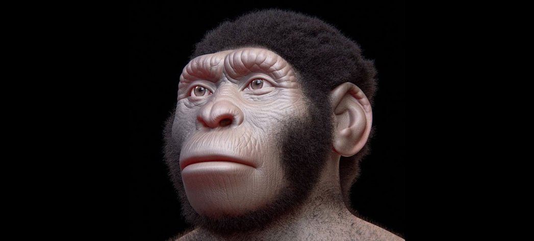 人類和黑猩猩的共祖，長相應當不像人，也不像現在的黑猩猩。圖為 2015年在南非發...