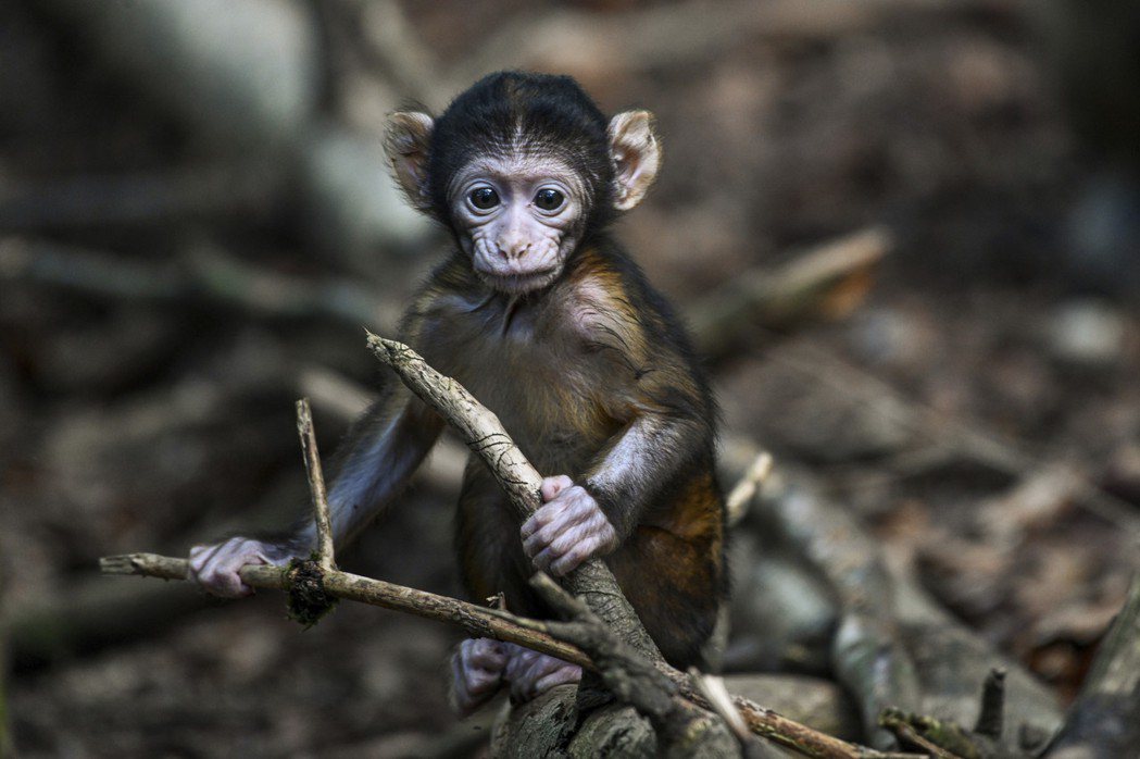 演化生物學家和古人類學家，經常被問：「為什麼現在的猴子不能演化成人？」 圖／美聯...