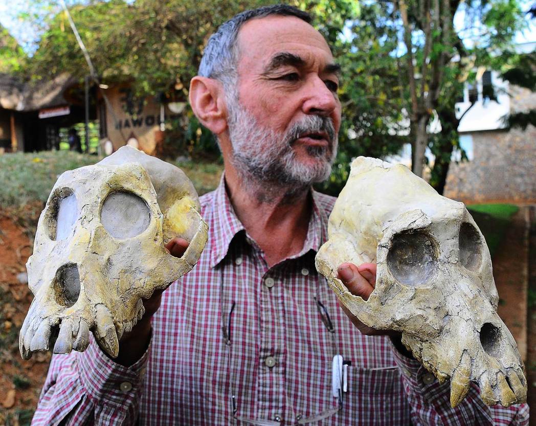 古生物學家展示2011年發現在烏干達發現的2,000萬年前古猿遺骸複製品，其被認...