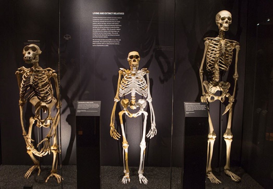 左為黑猩猩的骨骼，右為現代人類骨骼，中間是南方古猿源泉種（Australopit...