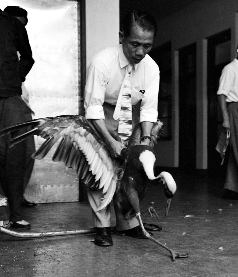1958年7月13日，韓國贈送給台北市動物園的一對白頭鶴上午由韓國抵達台北，我動物園長蔡清枝（圖）至機場迎接。圖／聯合報系資料照片