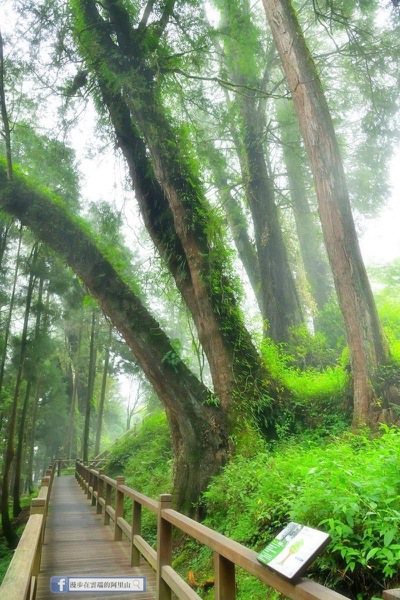 阿里山遊樂區的第二巨木群棧道，享受著千年神木森林浴。 圖／漫步在雲端的阿里山粉絲...