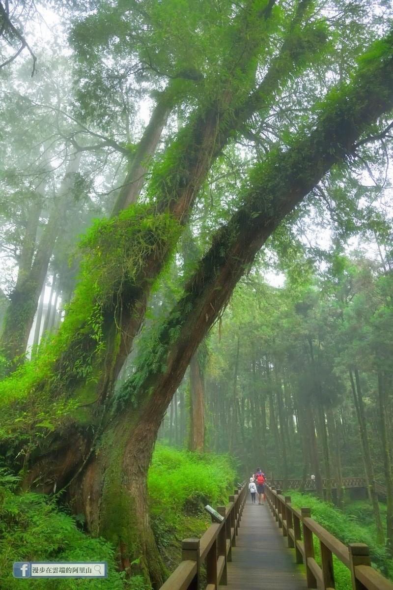 阿里山遊樂區的第二巨木群棧道，享受著千年神木森林浴。圖／漫步在雲端的阿里山粉絲專頁