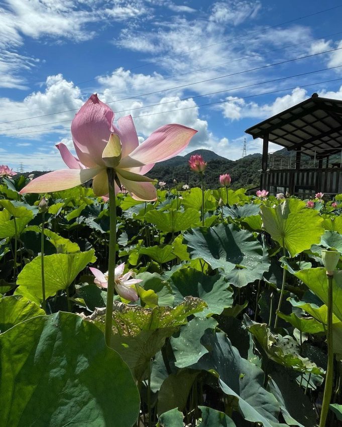 荷花的開花季節在夏季6-9月，盛開期是7月。 圖／好好玩台灣