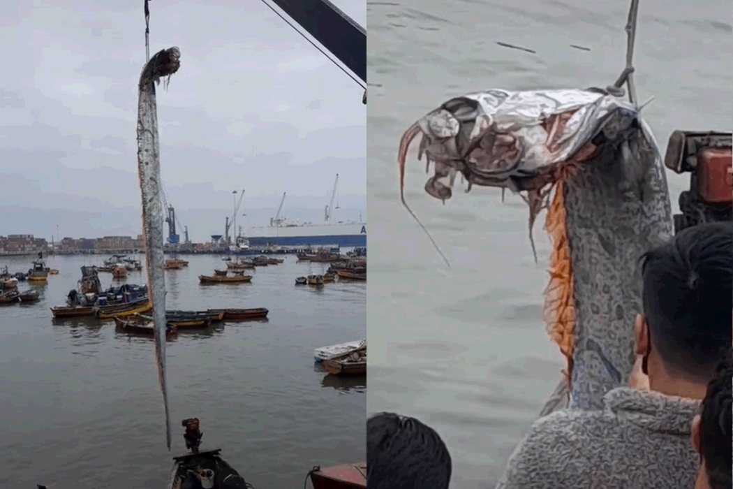 智利漁民捕獲了16英尺長的皇帶魚，意外掀起民眾不安。圖擷自@rubenluisgonzalez