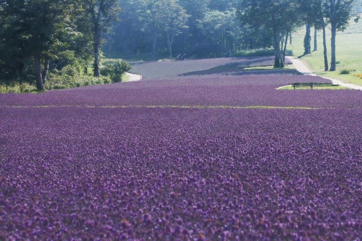 「玉原薰衣草公園」擁有不輸給北海道的夢幻紫色花海，薰衣草一望無際相當壯觀。　圖：ググっとぐんま観光宣伝推進協議会／來源