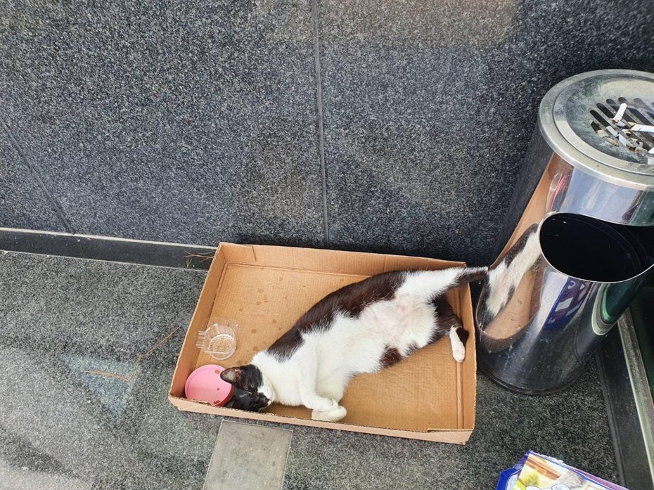 照片中的賓士貓正舒服地睡在紙箱裡。圖／網友Sarah Jheng授權