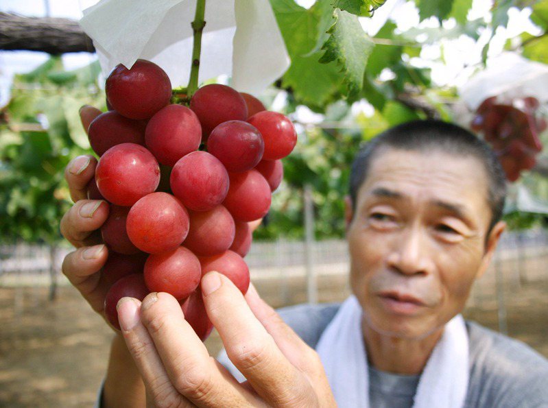 日本石川县「浪漫红宝石」葡萄素来有「葡萄界爱马仕」之称。（法新社）(photo:UDN)