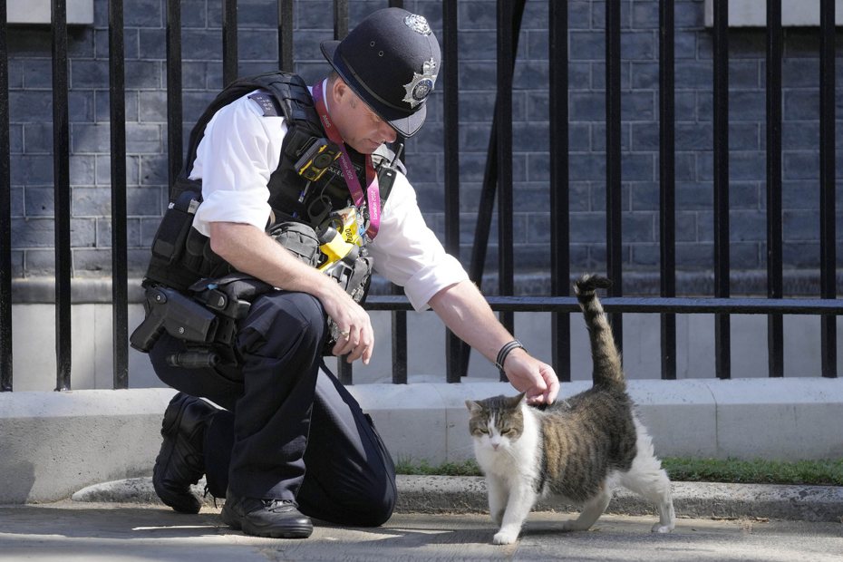 長住英國首相官邸的英國「第一貓」賴瑞（Larry）今天捲入政治紛擾：一位呼聲很高的首相參選人透露可能帶著4隻貓搬進官邸，賴瑞何去何從，成為外界關注焦點。美聯社