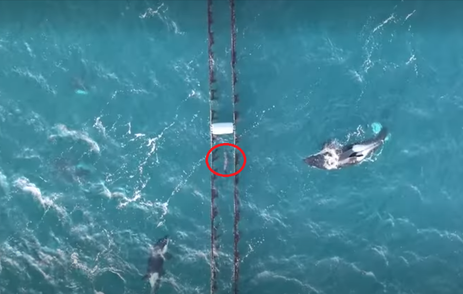 海豹（紅圈）藏在貝類捕撈場躲避虎鯨。圖取自YouTube