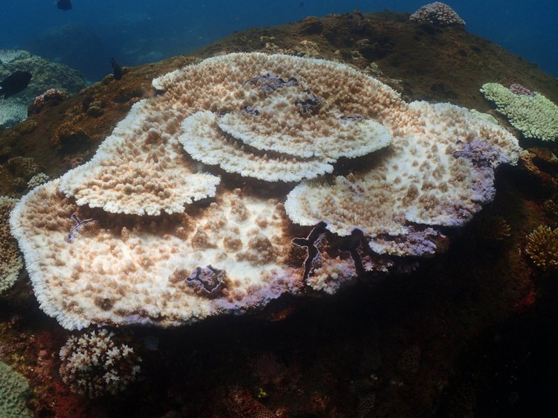 2020年9月高緯度珊瑚的白化。圖／陳昭倫提供