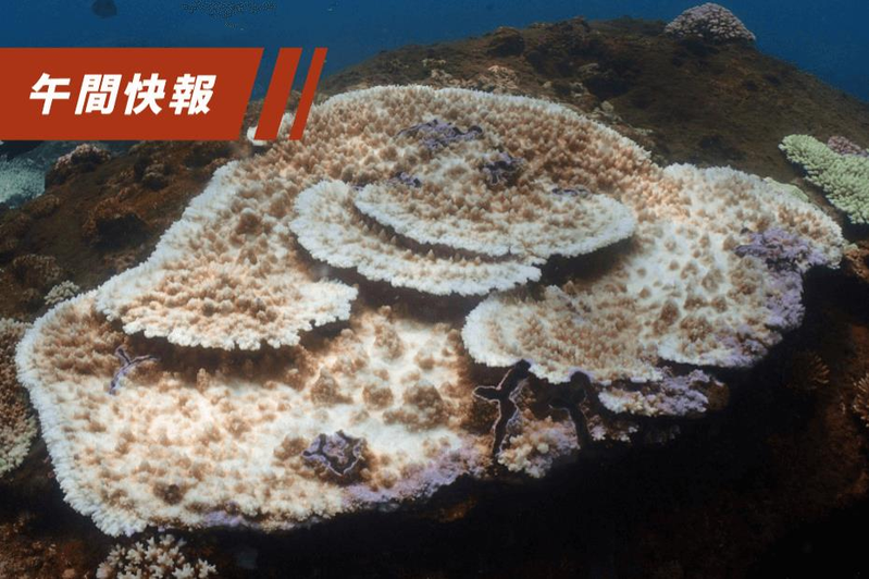 中研院生物多樣性研究中心研究員示警，台灣若持續高溫炎熱，南部地區本周將進入珊瑚白化1級警戒。圖為2020年9月高緯度珊瑚的白化現象。圖／陳昭倫提供