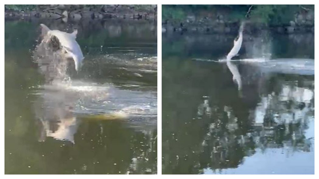 一名民眾目擊到河流中有海豚不斷跳起的畫面。 (圖/取自影片)