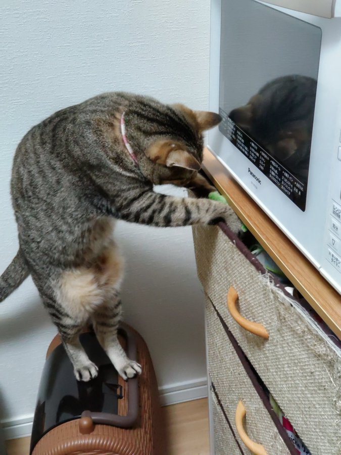 網友直呼貓咪打開抽屜找東西的樣子實在太像人類。圖／@kigineko8