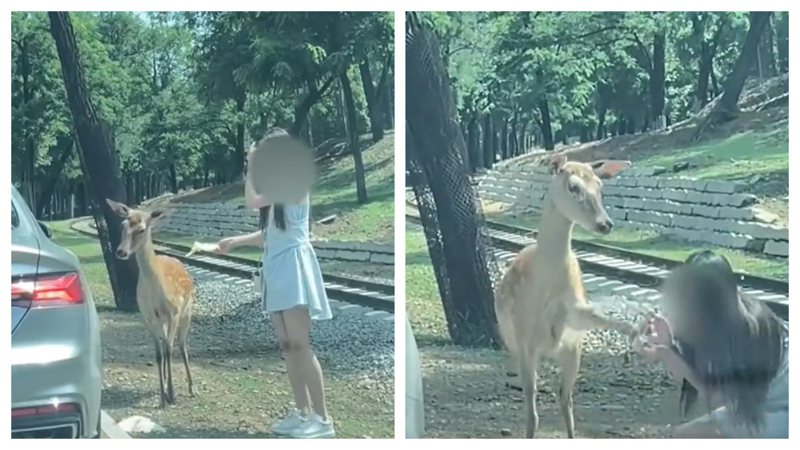 一名女子偷下車餵食小鹿，卻被小鹿踹頭。 (圖/取自影片)
