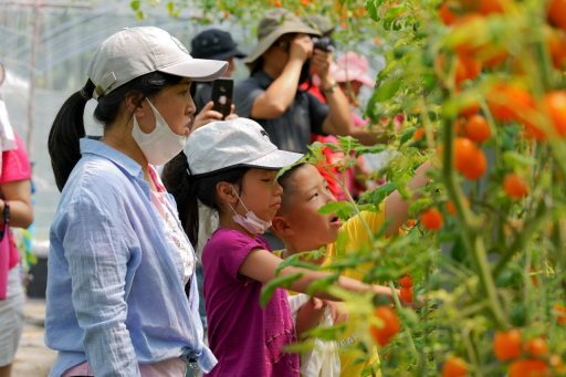 南投水里「謝謝農場」帶遊客到番茄園採果，進行農事體驗。 圖／水保局南投分局提供