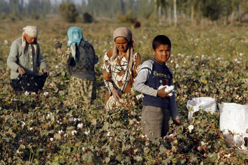 美國6月實施「防止維吾爾人強迫勞動法」，圖為新疆維吾爾自治區內採收棉花情形。歐新社