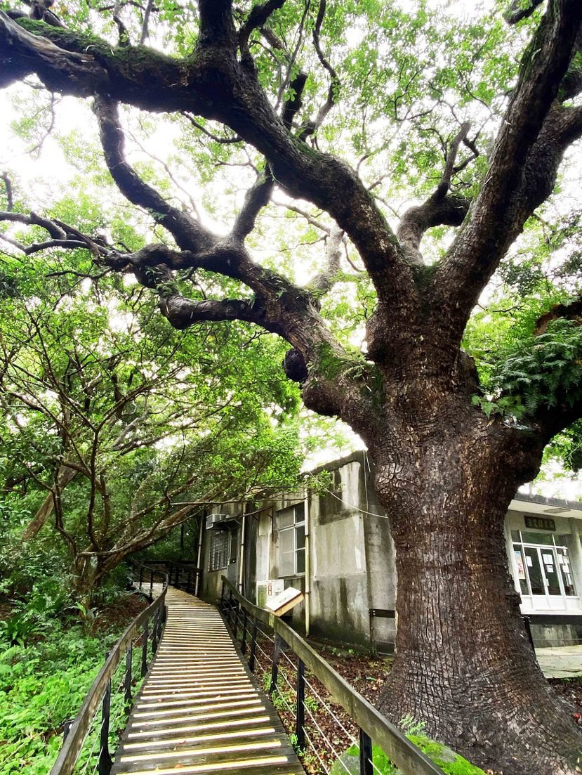雨農閱覽室旁的樟樹，高大挺拔，可能是台北市最老樟樹，樹齡有300歲。 圖／泰國劉...